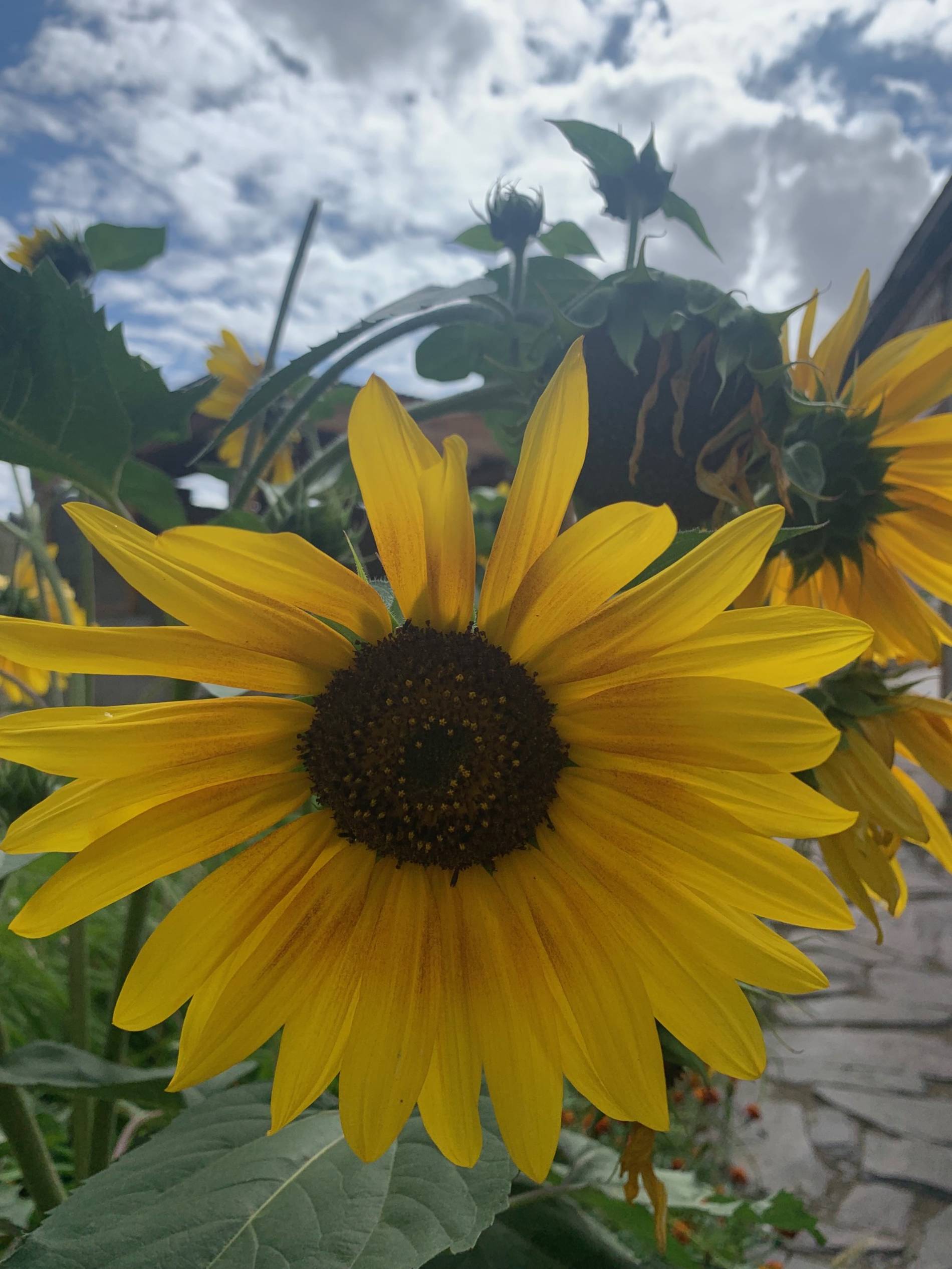 girasole